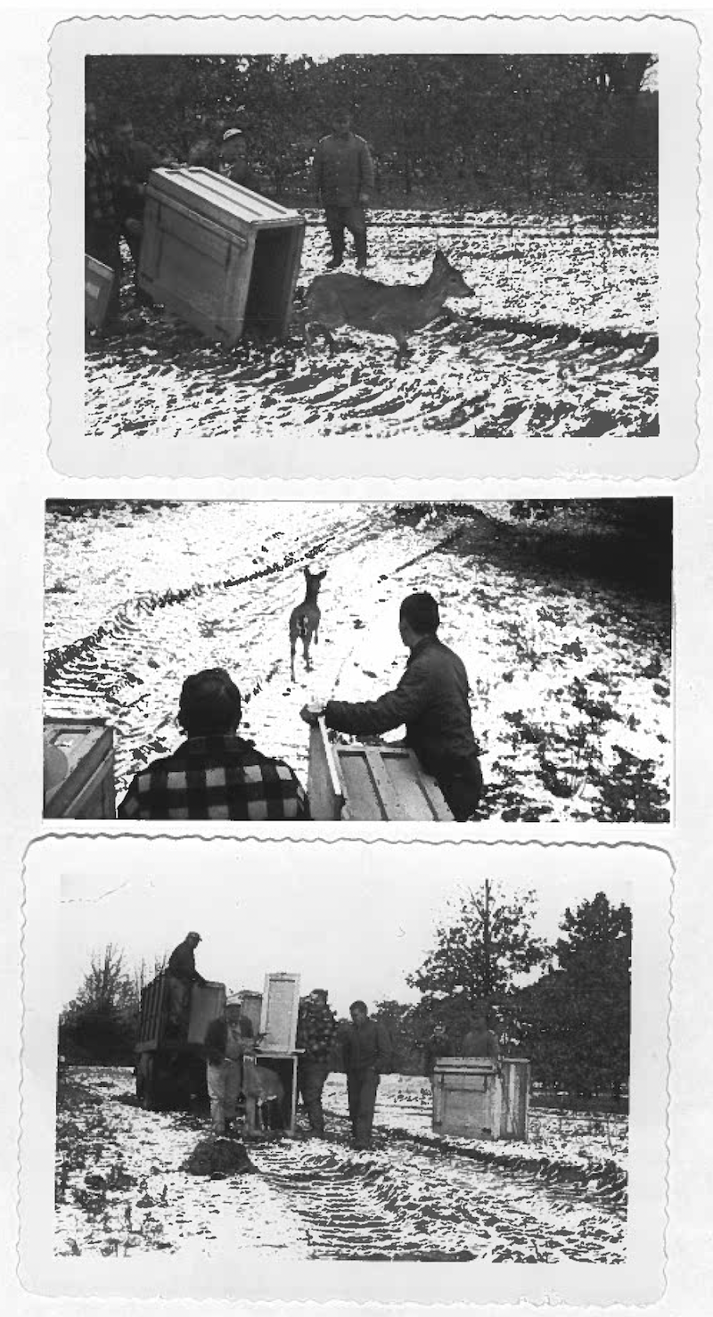 A series of three historic black and white collaged photos scanned together. The top photo is of a white-tailed deer being released into the wild from a wooden crate. A group of men watch as the deer moves into its new habitat and home. The middle photo is of two men releasing a white-tailed deer into its new habitat from a wooden crate. The photo on the bottom is of a group of men releasing a white-tailed deer from a wooden crate into its new habitat. In the background is a large truck filled with wooden crates. All three photos are in snowy winter landscapes.