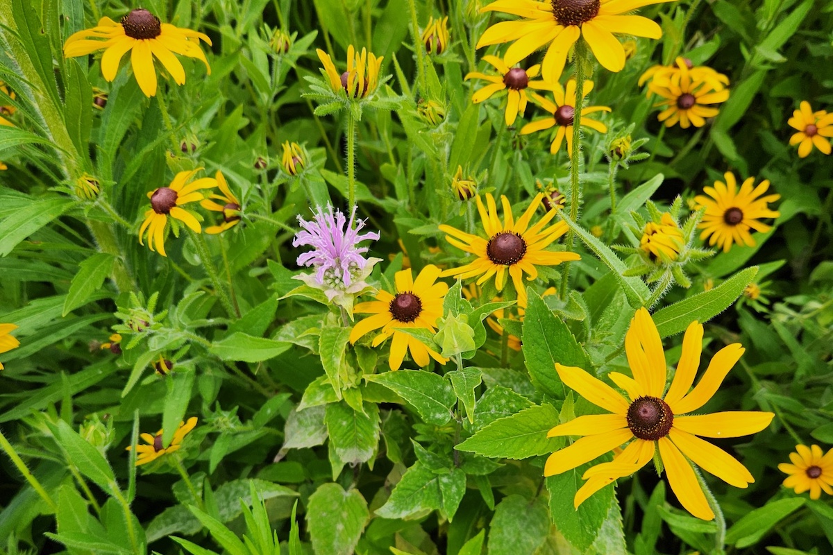 A close-up of yellow daisy like flowers. A purple flower is in the center. Green vegetation surrounds the flowers.