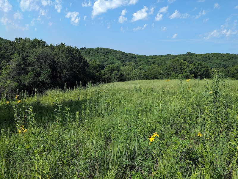 On a hilltop, a lush prairie flourishes  under a bright blue sky during the summer. In the background is a forest.
