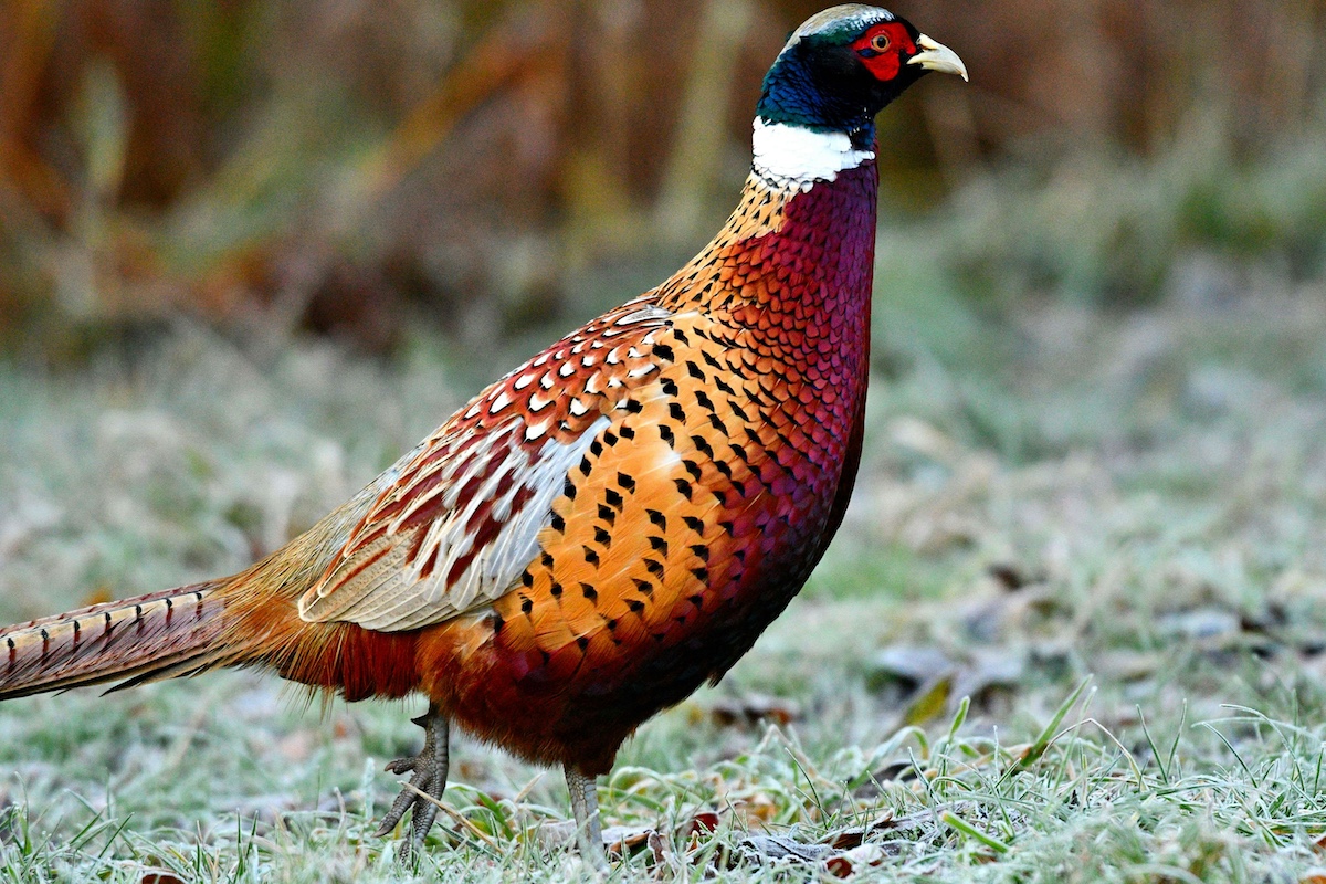 A reddish orange ring-necked pheasant stands alert on frosty grassy area.
