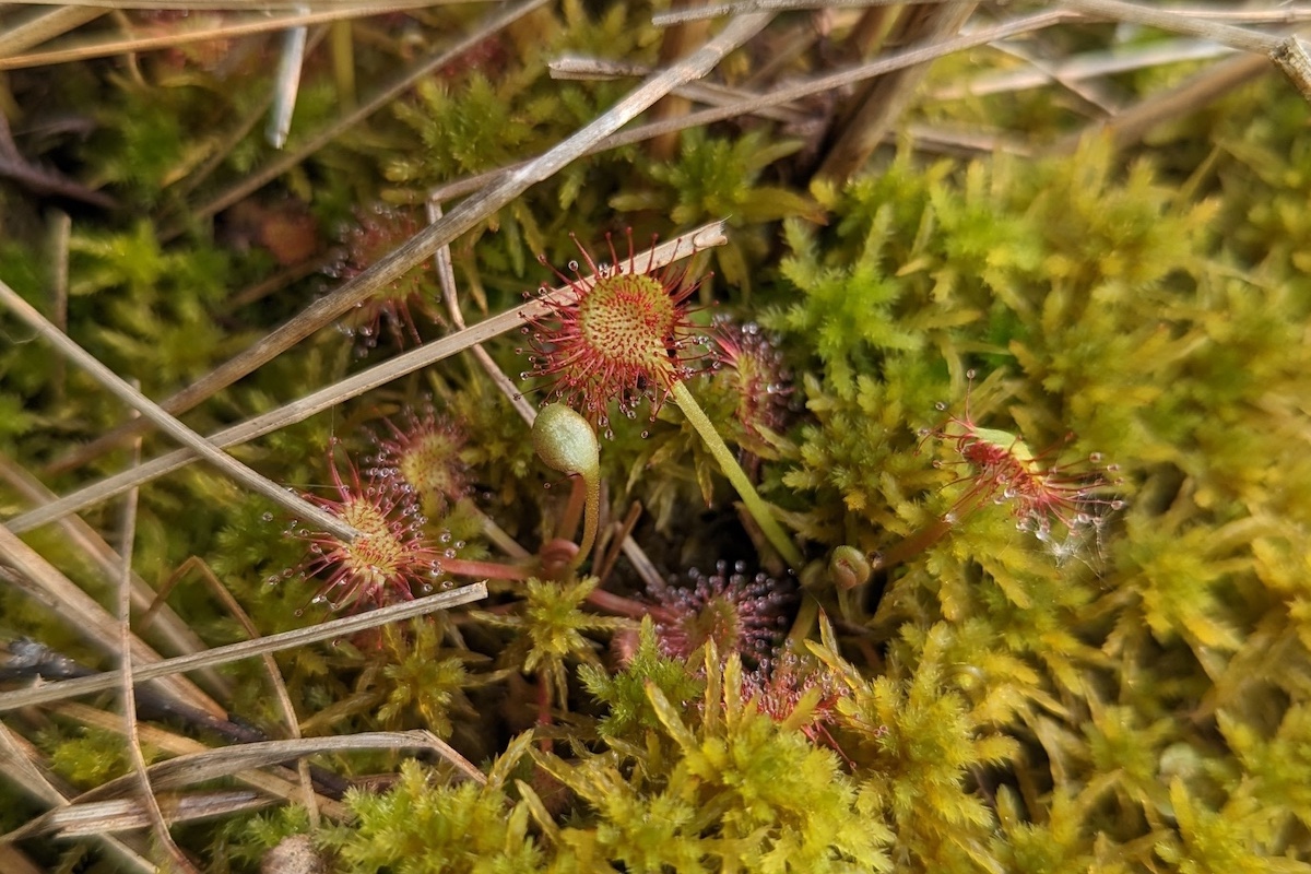 A close up of a sundew plant nestled in amongst green mosses.