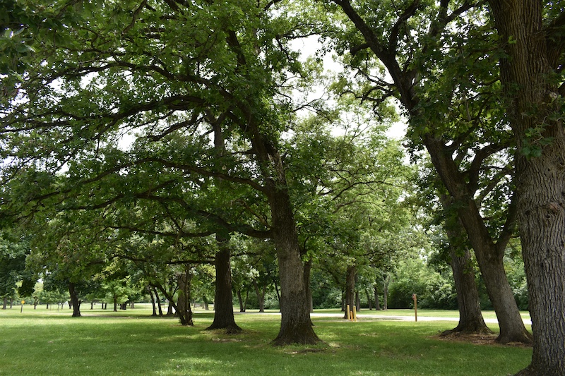 Several large oak trees shade a green grassy lawn during the summertime.
