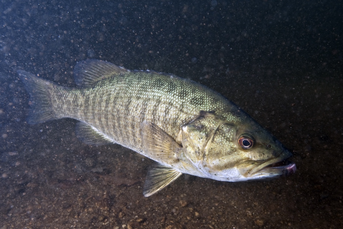 A green and brown smallmouth bass fish swimming to the right in murky waters.