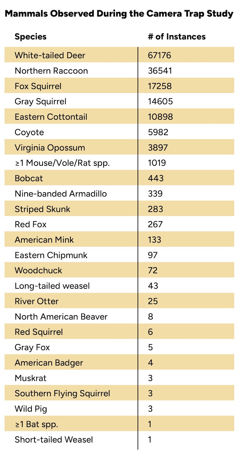 A table of 26 species of mammals caught on camera, and how many times they were photographed.