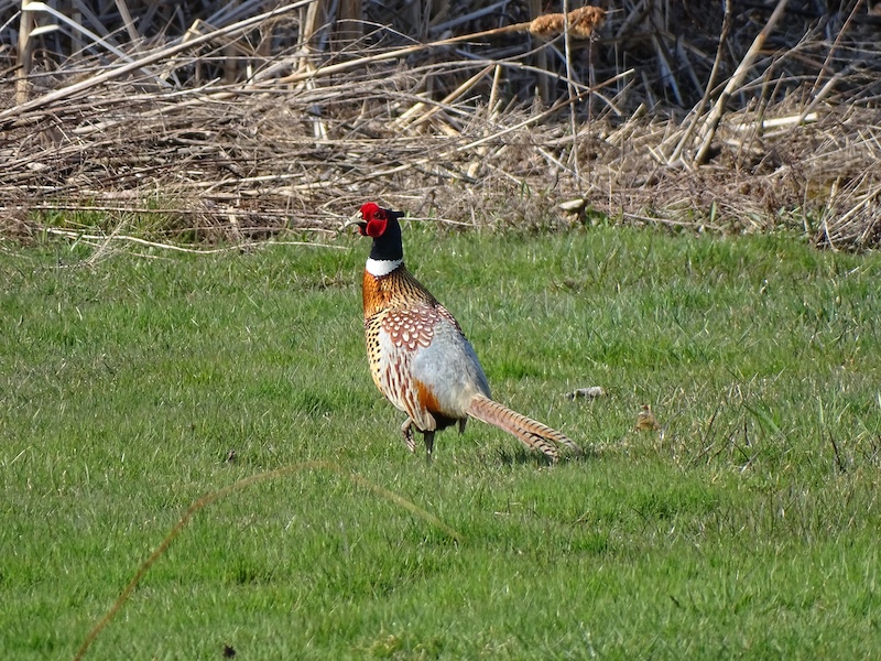 A colorful orange, gray and red pheasant walks over a green lawn along the edge of a wetland with gray cattail plants.
