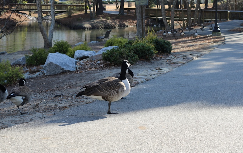 A group of black, gray and white Canada geese forage and rest in a park along a pond near a paved walkway. In the background are two wooden bridges over the pond.