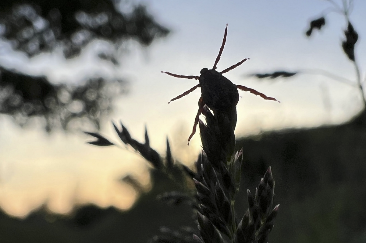 An American dog tick waits on tall grass to clasp onto its next meal.