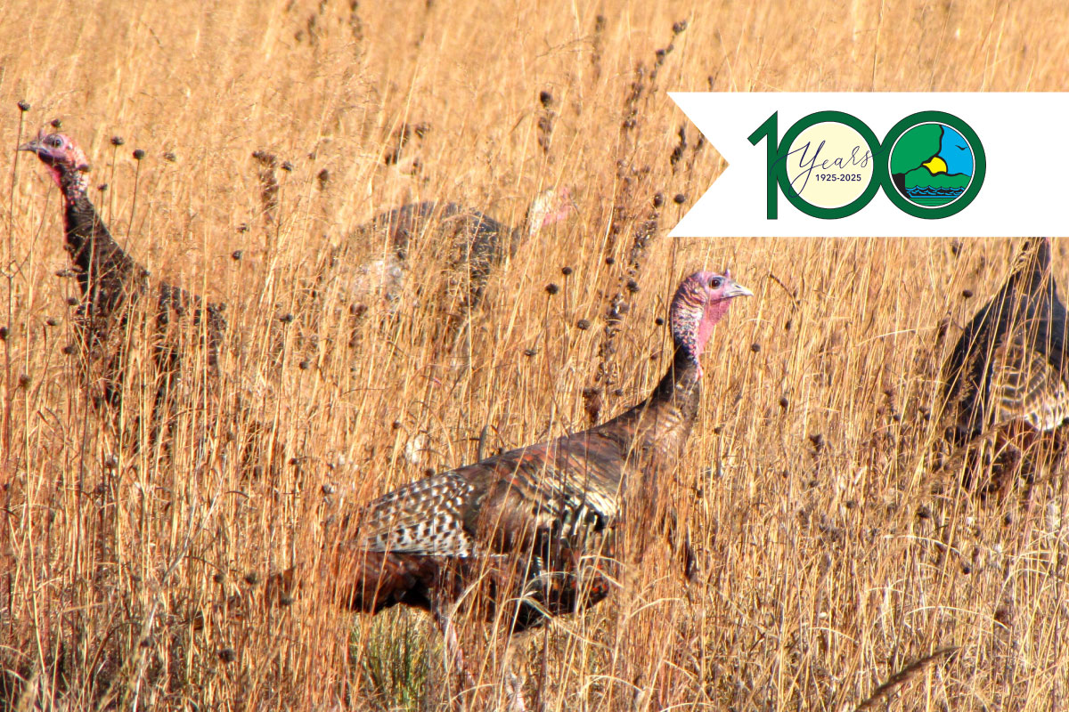 Four wild turkeys foraging for food in a tan grassland. Overlaying the photo to the top right is a 100 Years Anniversary Illinois Department of Natural Resources logo.