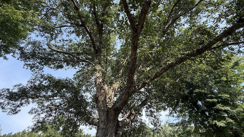 Blue sky peeks through a leafy green oak tree canopy.