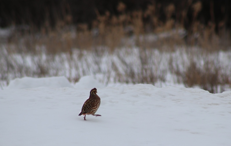 A brown and tan bobwhite quail walks over a snow covered grassland. 