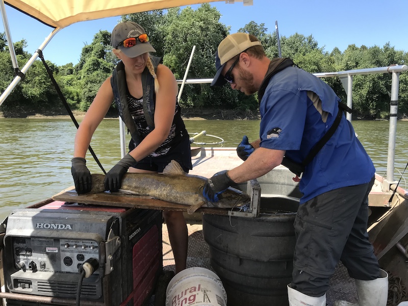 Two biologists measure a large catfish and collect data while standing on a boat floating on a river. In the background is a shoreline filled with trees against a bright blue sky.