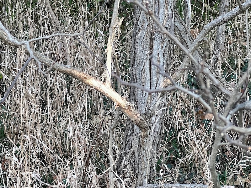 The bark is rubbed off of a tree branch which is a mark left by male deer with antlers during mating season. The tree and branch are surrounded by tan grasses.