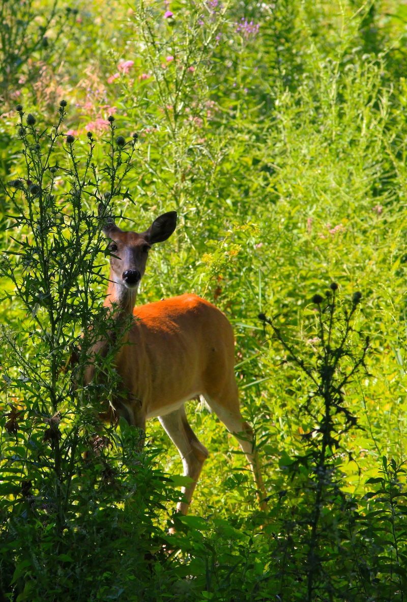 A reddish brown adult female white-tailed deer stands in an area with spiky invasive thistles. Green vegetation is in the background.