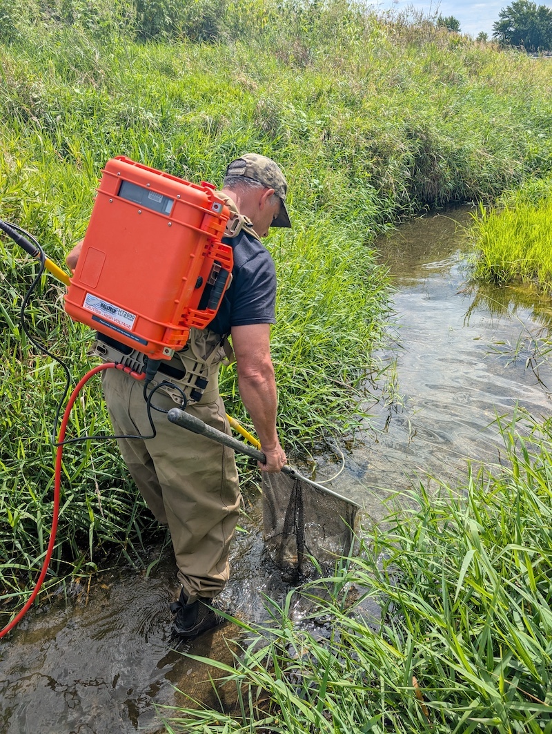 A biologist wears an orange battery-powered backpack electrofishing device while wading in a stream. On either side of the steam are tall green grasses.