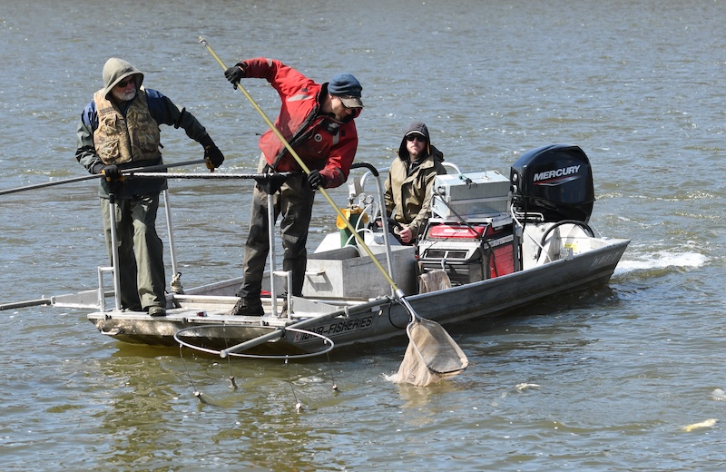 Three men are on a boat floating on a lake. One man sits in the back and drives the boat. Two men stand at the front and use long-handled nets to scoop up fish that are stunned from electrofishing.