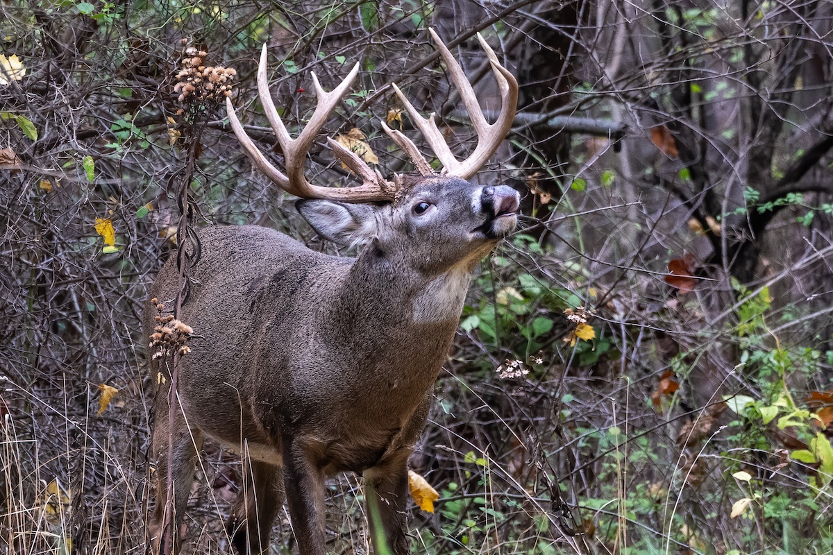 A gray adult male white-tailed deer walks along the edge of a woodland. The deer points its nose up to the wind to catch the scent of a female deer in heat.