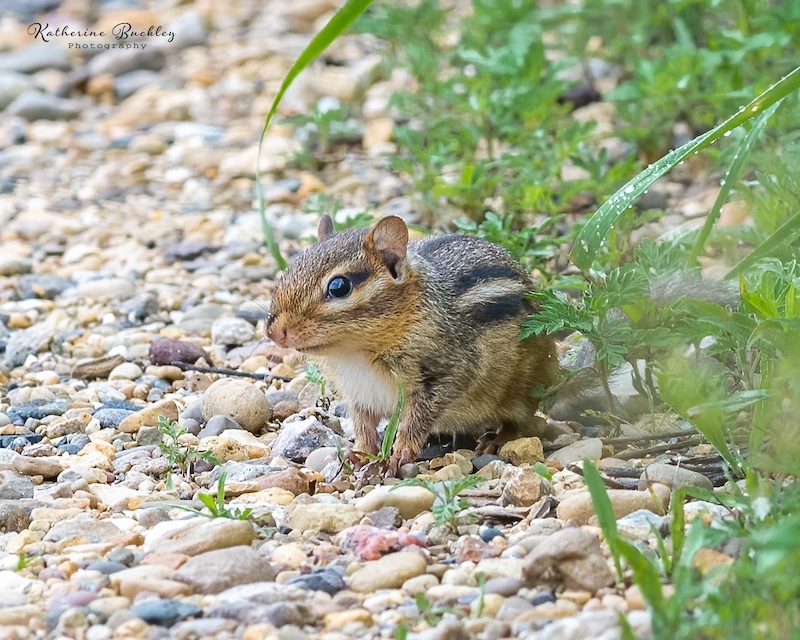 A brown, tan and black chipmunk sits on the edge of a gravel path. Green vegetation is in the background to the right.