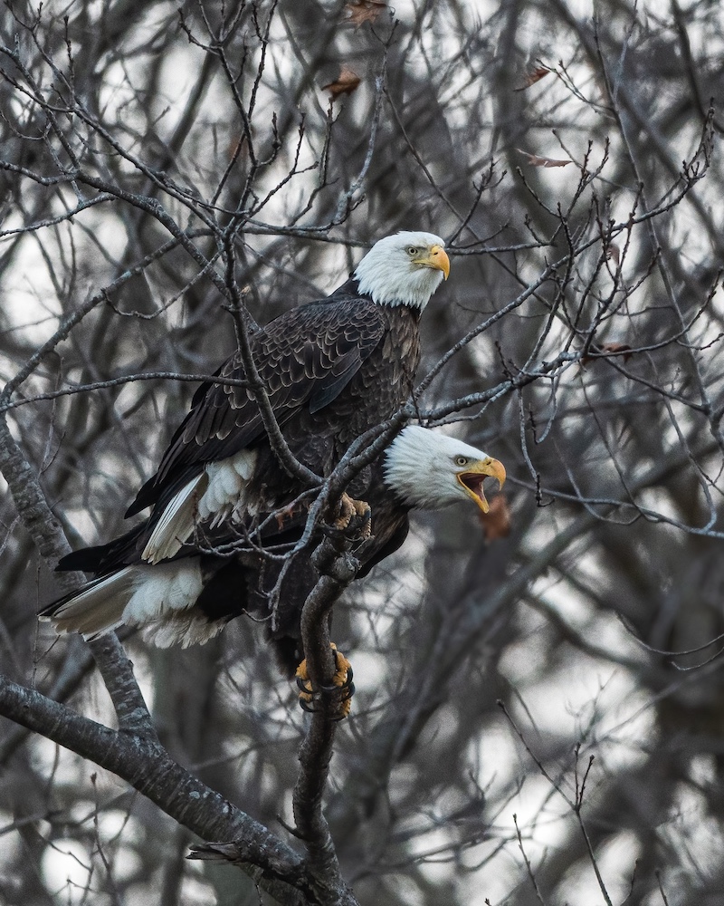 Two black and white bald eagles perch on a tree branch. One of the eagles calls from its perch. In the background a gray winter sky peeks through branches of a woodland canopy.