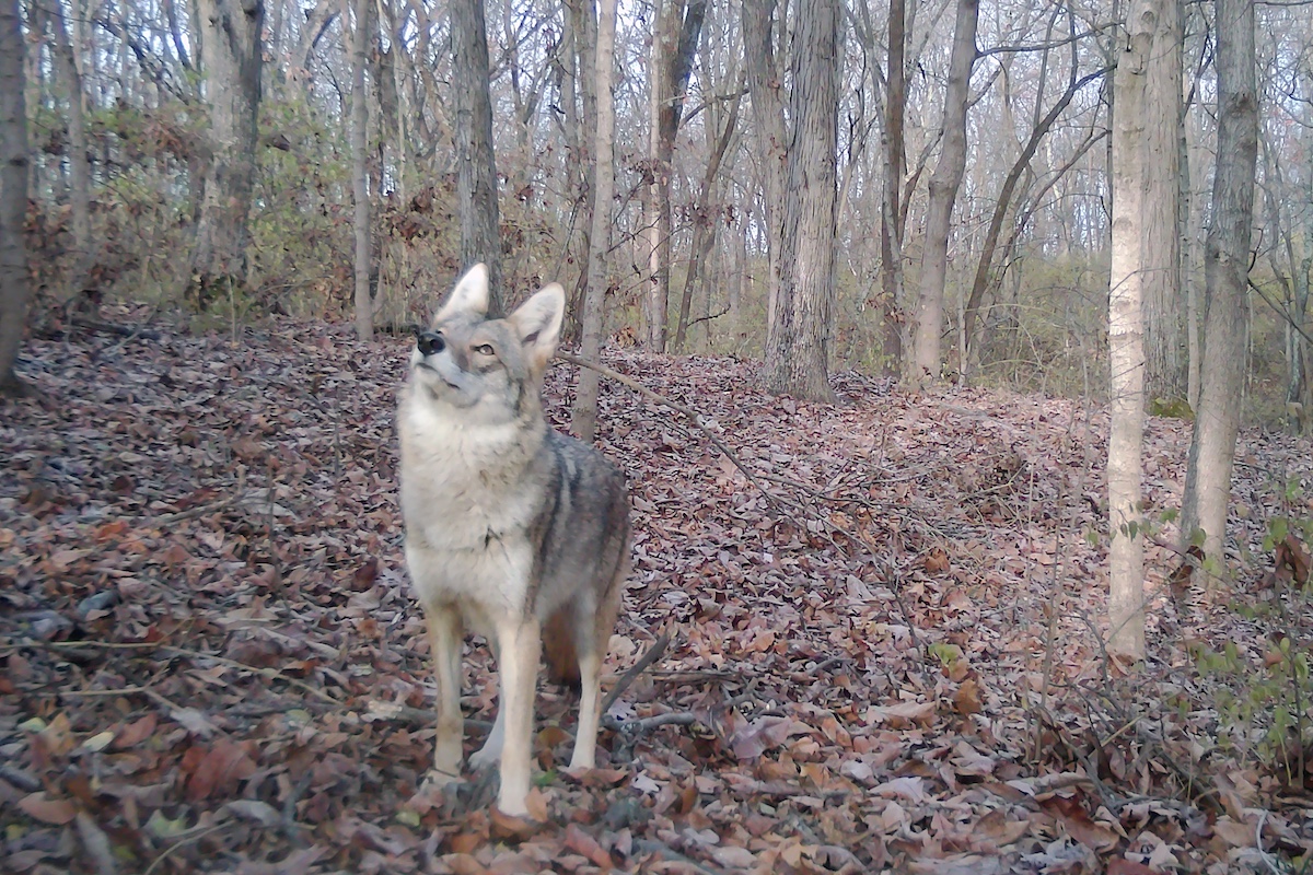 A gray, tan and black coyote standing on leaf litter in a woodland looks up at a tree. In the background are trees.