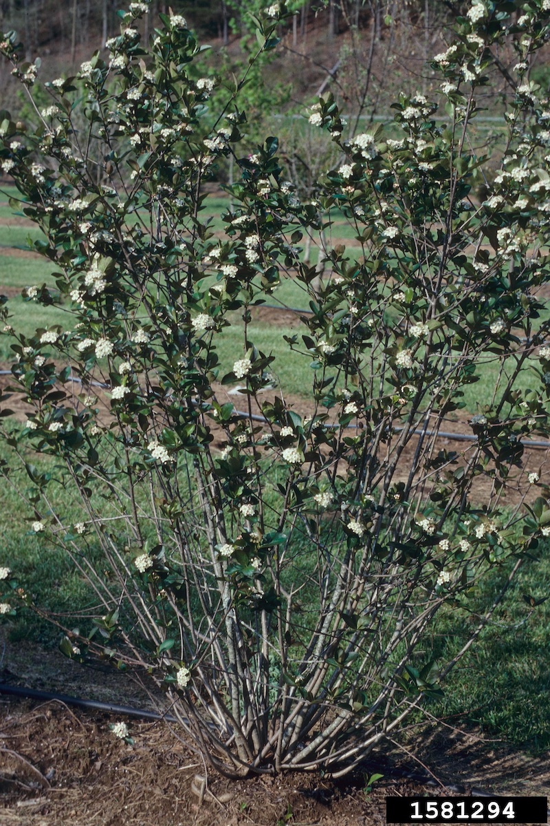 Clusters of white flowers cover a dark green leafy bush.