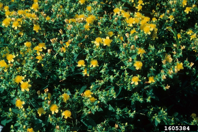 A close-up of a green leafy bush covered in yellow pom-pom like blossoms.