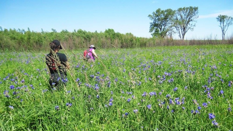 Two scientists walk through a prairie with purple prairie flowers interspersed throughout.