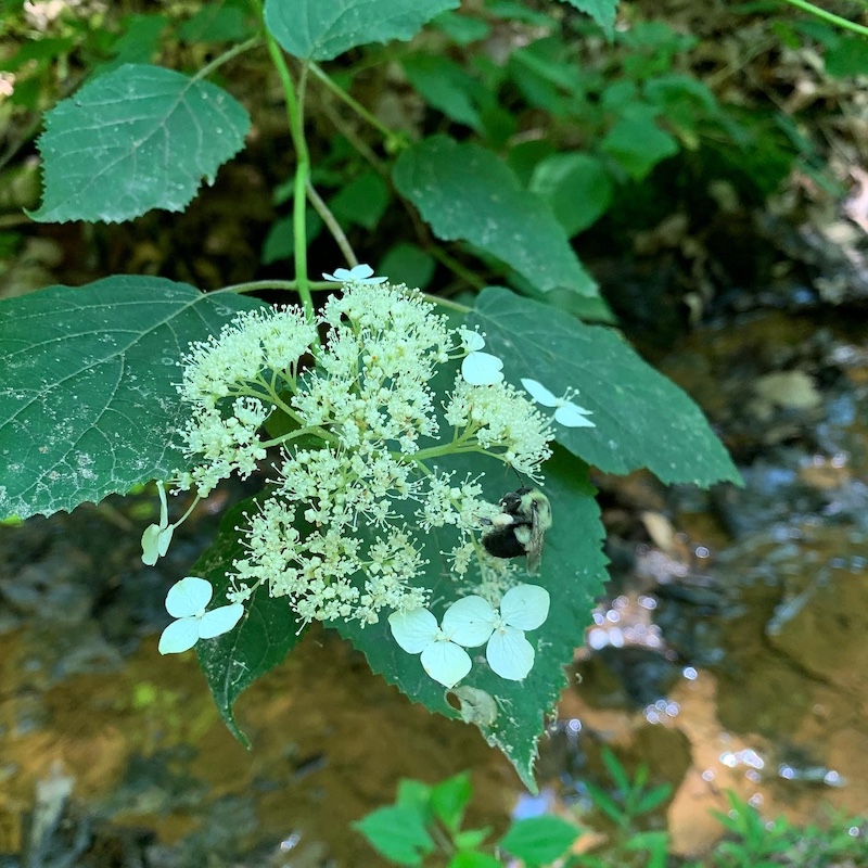 A close-up of a fuzzy cluster of flowers on a hydrangea bush with a bumblebee gathering pollen. Large leaves are in the background.
