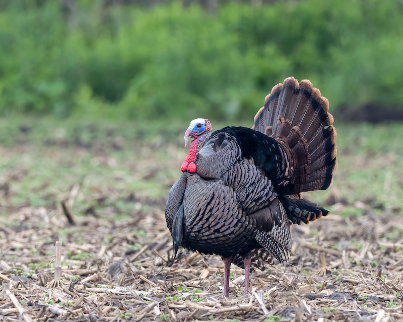 An adult male wild turkey in full courting display stands near the edge of an agricultural field. A brushy woodland is in the background.