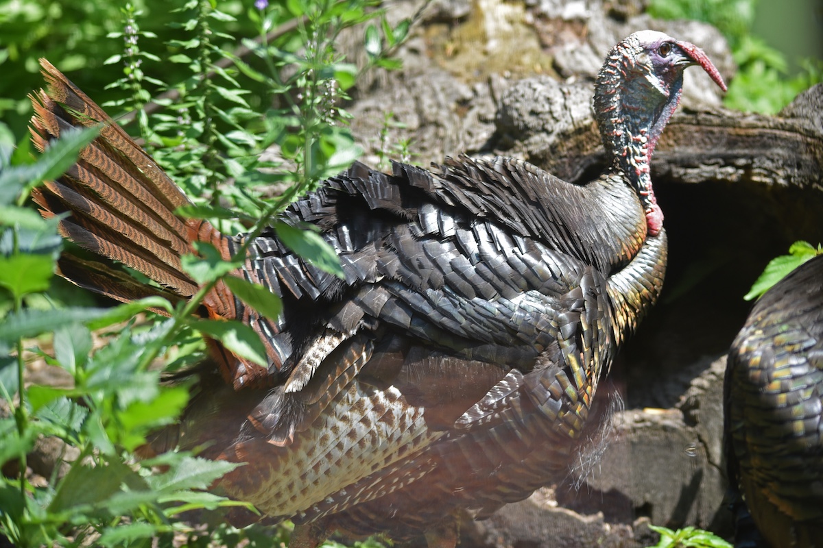 A black and brown wild turkey basks in warm spring sunshine. The turkey is surrounded by green vegetation in a woodland. In the background is a fallen log.