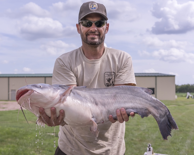 A man holds up a very large gray and white catfish. In the background is a green lawn surrounding a tan building. A partly cloudy sky is overhead.
