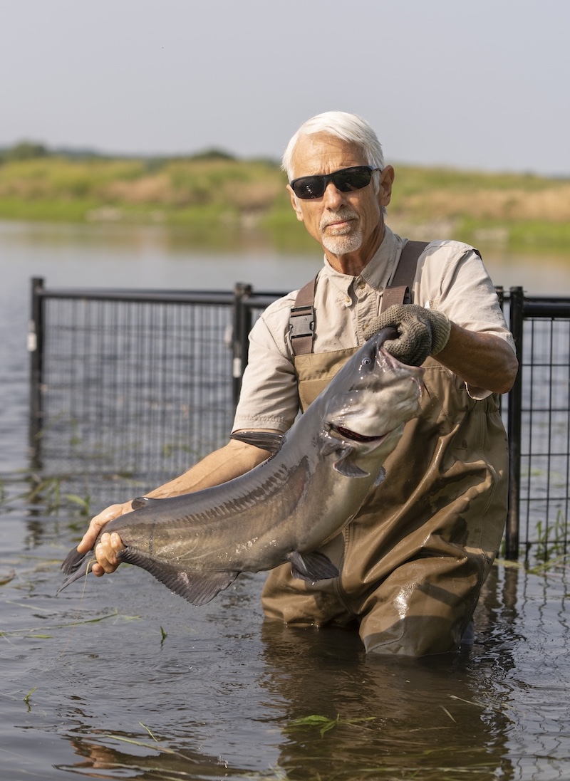 A man wearing waders holds up a large gray catfish while wading in water. In the background is a shoreline with green vegetation.