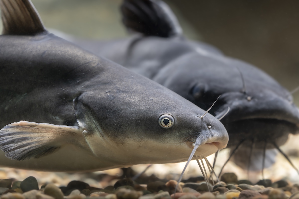 A close-up of two blue-gray catfish resting on the bottom of a pebbly stream.