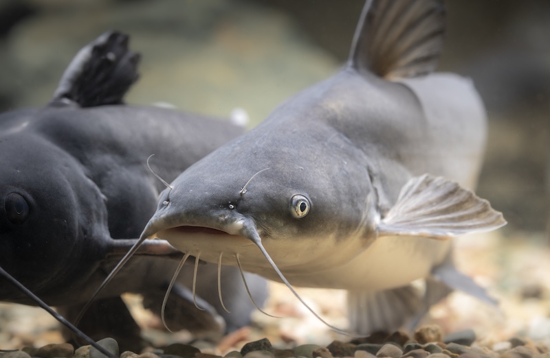 A close-up of two blue-gray catfish resting on a pebbly stream bottom.