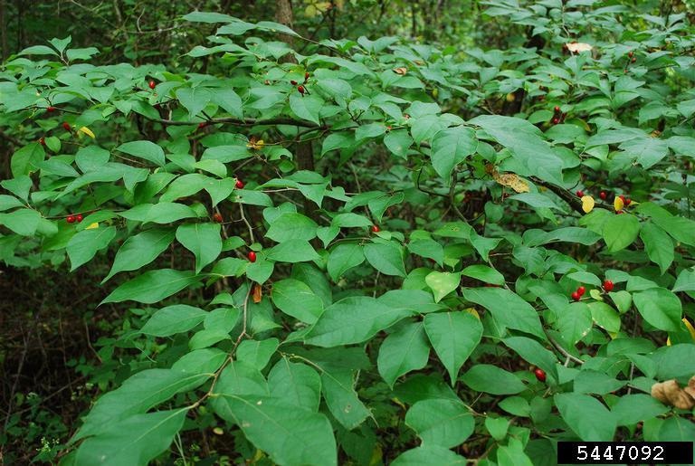 Green leafy bush with red berries create a lovely focal point in a lush green forest.