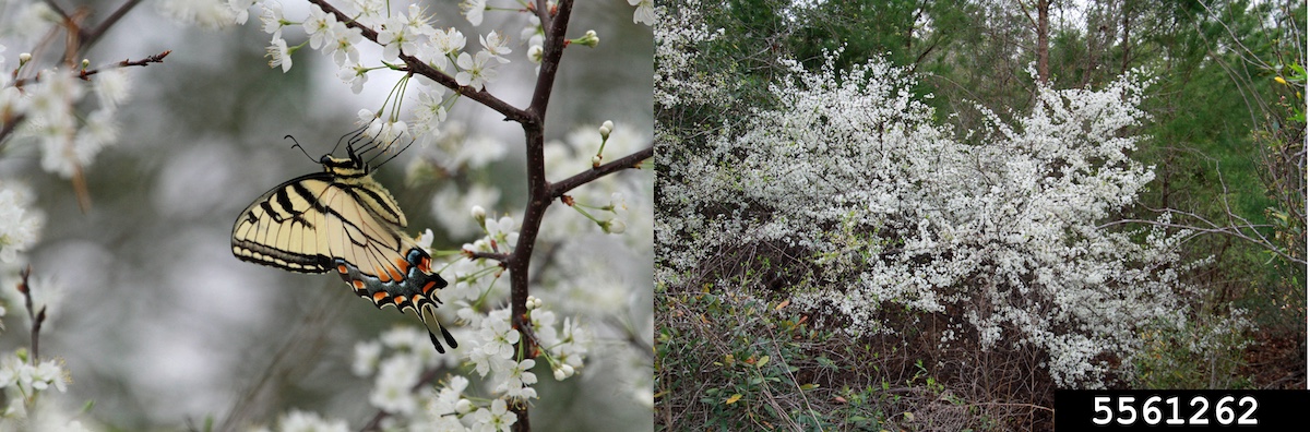 Two photos collaged together. The photo on the left is of a large yellow and black butterfly nectaring on white blossoms on a springtime blooming tree. The image on the right is of a small tree covered in white blossoms. In the background is a forest.