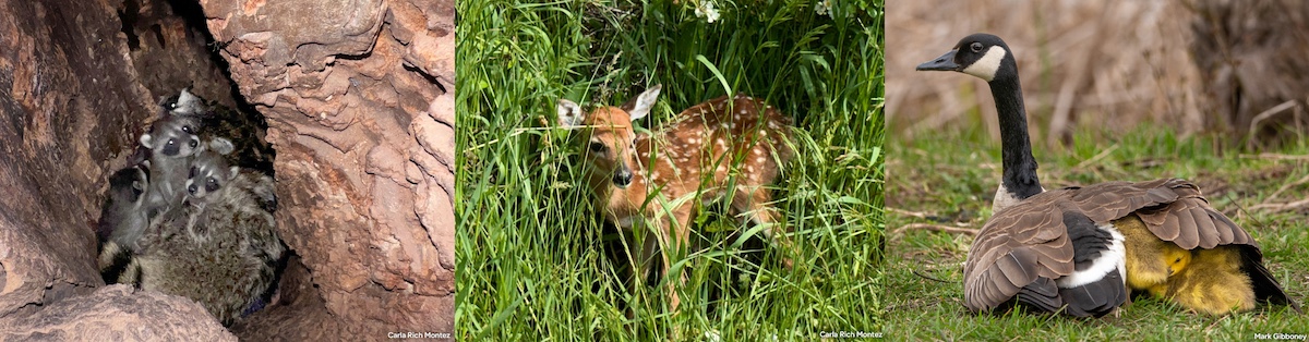 A photo collage of three images placed side by side. The photo of the left is of baby raccoons snuggling with their mother in a tree cavity. The photo in the middle is of a spotted fawn white-tailed deer surrounded by tall green grasses. The photo on the right is of a Canada goose hovering her goslings.
