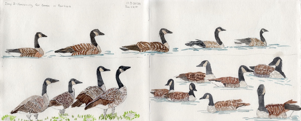 A watercolor illustration of Canada geese swimming and standing on a green lawn.