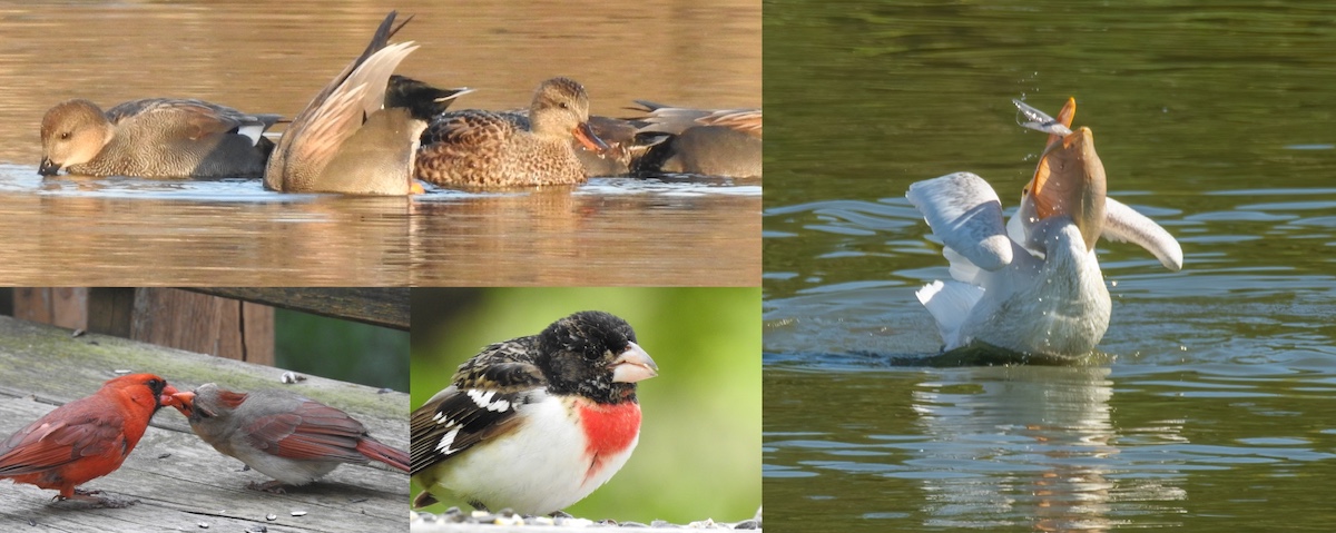 A photo collage of several birds. On the top-left are several dabbling ducks on a freshwater pond. On the bottom left is a photo of a male and female cardinal feeding each other. The photo on the bottom-left middle is a close-up of a songbird with a large bill, a black head and back, red bib and white underside. The photo on the right is of a white pelican with a fish in its beak.