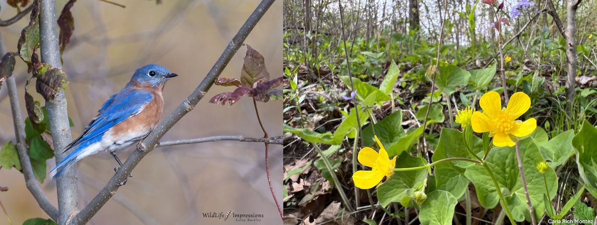A photo collage with two images placed side by side. The image on the left is of an eastern bluebird perched on a branch. The photo on the right is a view of an early spring forest with many ephemeral flowers covering the forest floor.