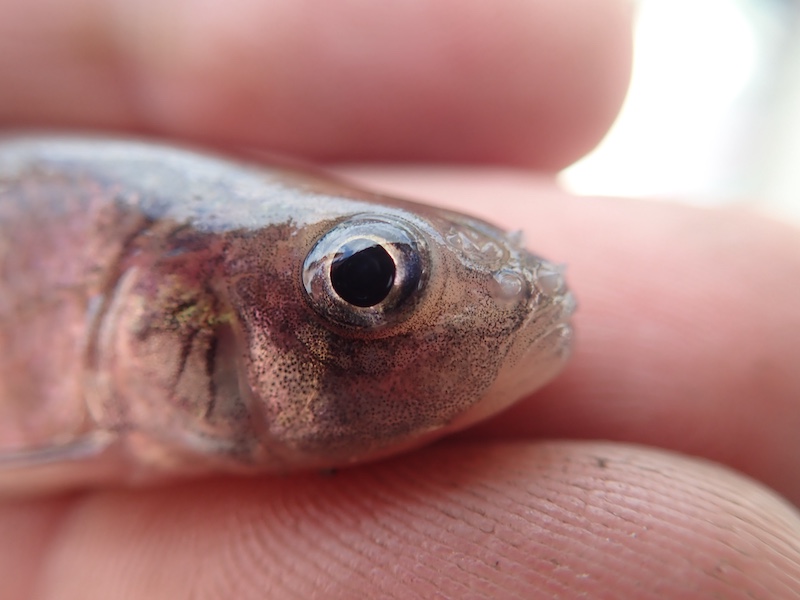 A close-up of the face of a tiny minnow. Tiny bumps can be observed on the fish's face.