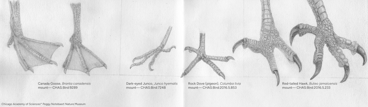 A graphite illustration of different types of bird feet including the Canada goose, dark-eyed Junco, rock dove, and red-tailed hawk. Text with labels are underneath each illustrated foot.