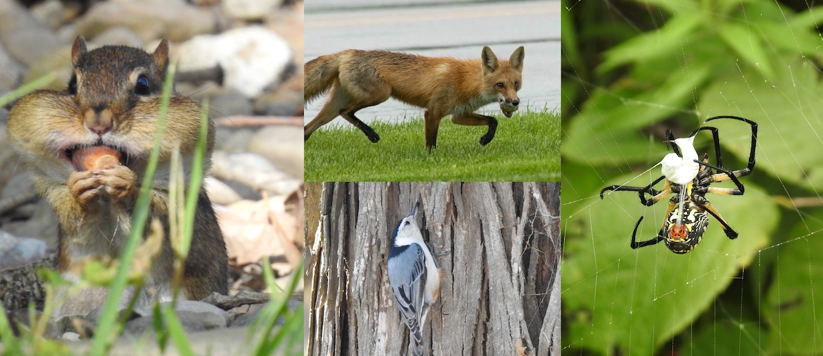 A photo collage with a chipmunk with its pouches enlarged, a redox with an egg in its mouth running over a green lawn, a blue, white, and black bird foraging on a tree trunk for insects and a spider hanging on its web wrapping its prey in silk.
