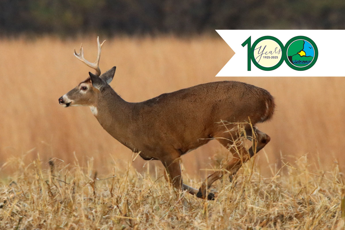 An adult male white-tailed deer runs through a harvested cornfield. In the background is a grassland. Overlapping the photo in the top right is the Illinois Department of Natural Resources 100th Anniversary Celebratory logo.