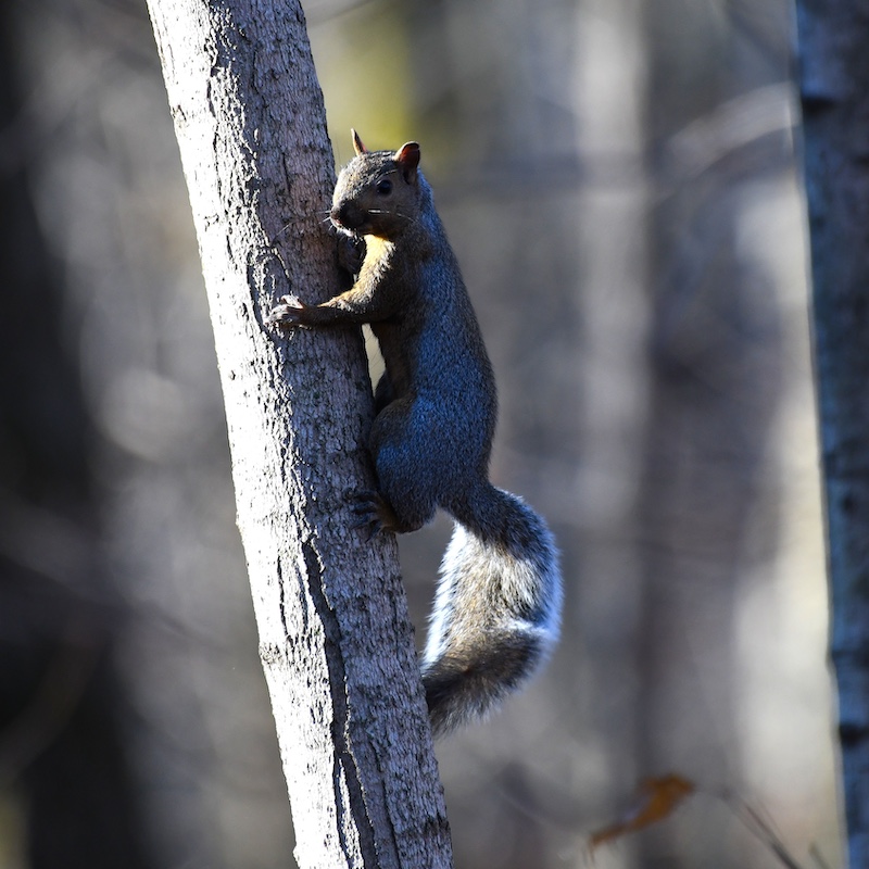 A gray and brown squirrel climbing a tree trunk in a forest.