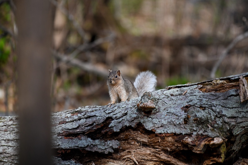 A gray squirrel with a white tail stands on a fallen tree trunk in a forest.