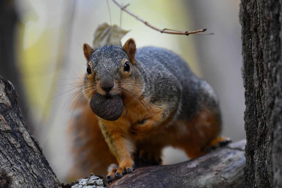 A gray and reddish orange squirrel pauses on a tree branch with a nut in its mouth.