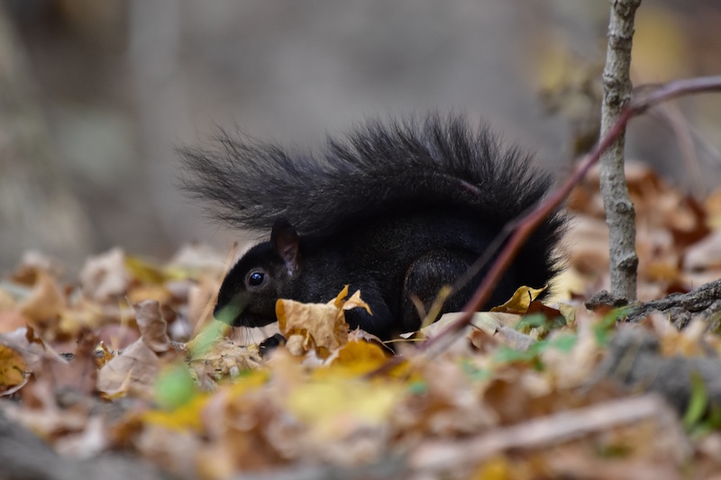 A black squirrel foraging on a forest floor surrounded by leaf litter.