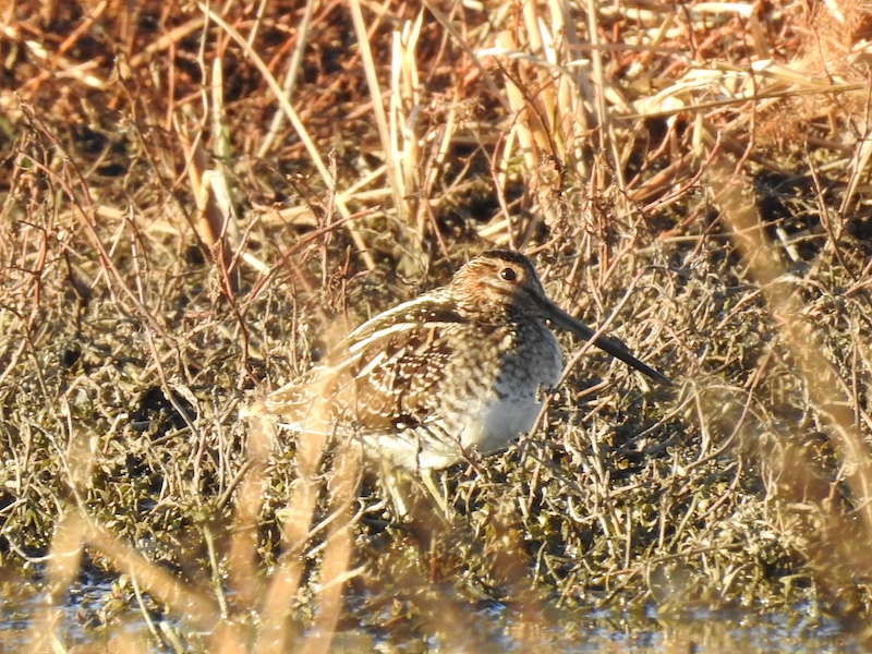 A brown and white shorebird with a long beak stands near the edge of a wetland. In the background is vegetation.