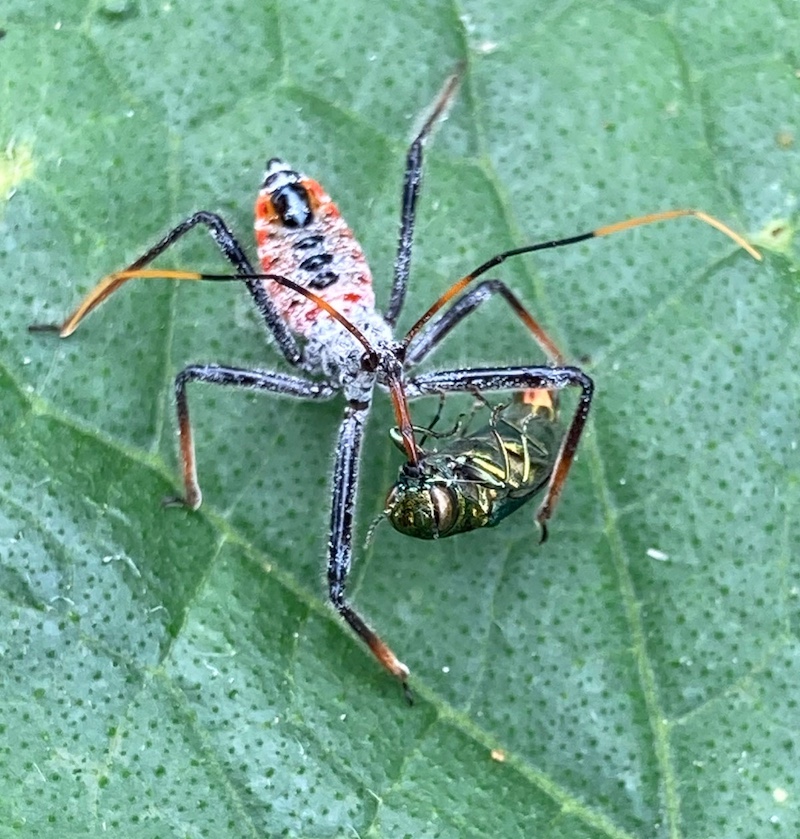 A close-up of an insect holding a successfully harvested beetle in its mandibles. The insect is standing on the surface of a leaf.