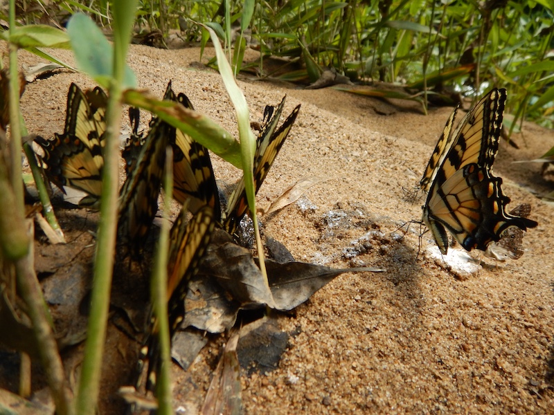 A close-up of several yellow and black swallowtail butterflies gathering minerals from a sandbar. In the background are green grasses.